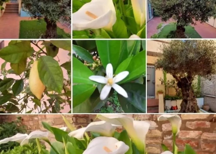 Bed and Breakfast La Chicca 3*